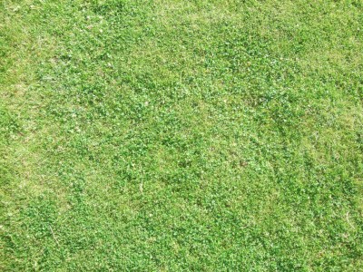 bigstick-grass.jpg
