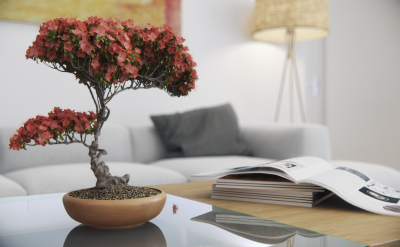 livingroom_bonsai.png